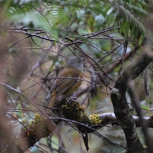 Pachycephala olivacea (Olive Whistler) at Strahan, TAS by LyndalT