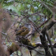 Pachycephala olivacea at Strahan, TAS - suppressed