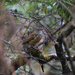 Pachycephala olivacea at Strahan, TAS - suppressed