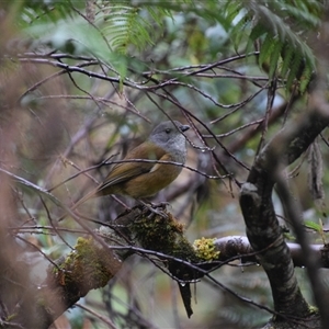 Pachycephala olivacea at Strahan, TAS - suppressed