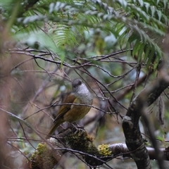 Pachycephala olivacea at Strahan, TAS - suppressed