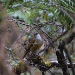 Pachycephala olivacea at Strahan, TAS - suppressed