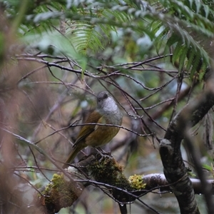 Pachycephala olivacea at Strahan, TAS - suppressed