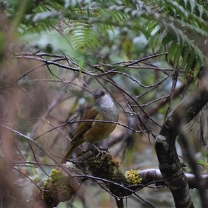 Pachycephala olivacea at Strahan, TAS - 9 Nov 2024