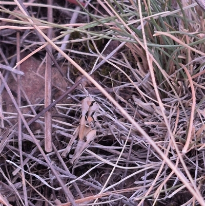 Unidentified Grasshopper (several families) at Bungendore, NSW - 11 Nov 2024 by clarehoneydove