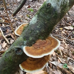 Hexagonia sp. at Iluka, NSW - 5 Nov 2024 by Topwood