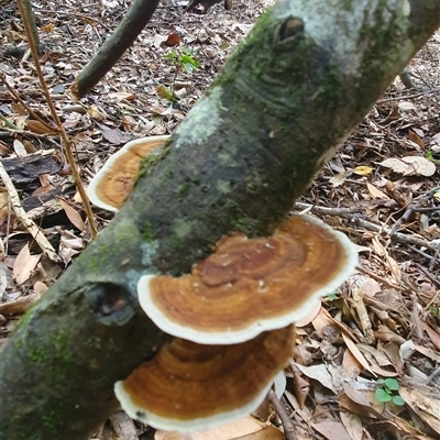 Hexagonia sp. at Iluka, NSW - 5 Nov 2024 by Topwood