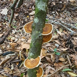 Hexagonia sp. at Iluka, NSW - 6 Nov 2024