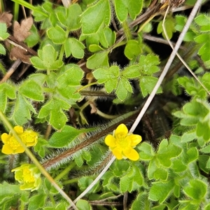 Ranunculus pimpinellifolius at Tennent, ACT - 13 Nov 2024