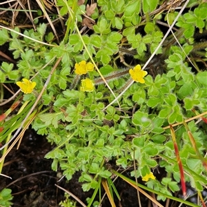 Ranunculus pimpinellifolius at Tennent, ACT - 13 Nov 2024