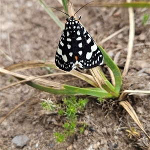 Periscepta polysticta at Cotter River, ACT - 13 Nov 2024