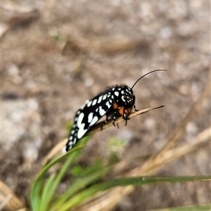 Periscepta polysticta at Cotter River, ACT - 13 Nov 2024