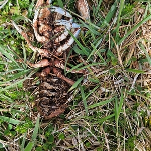 Euastacus sp. (genus) at Tennent, ACT - 13 Nov 2024