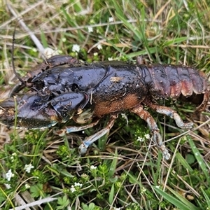 Euastacus sp. (genus) at Tennent, ACT - 13 Nov 2024