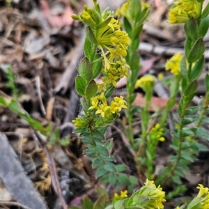 Pimelea curviflora var. acuta at Shannons Flat, ACT - 12 Nov 2024 10:32 AM