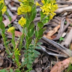 Pimelea curviflora var. acuta at Shannons Flat, ACT - 12 Nov 2024 10:32 AM