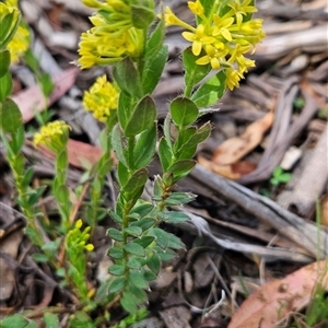 Pimelea curviflora var. acuta at Shannons Flat, ACT - 12 Nov 2024