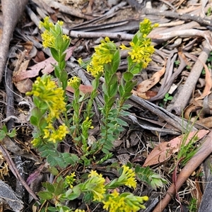 Pimelea curviflora var. acuta at Shannons Flat, ACT - 12 Nov 2024 10:32 AM