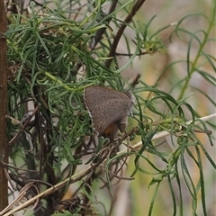 Paralucia pyrodiscus (Fiery Copper) at Macarthur, ACT - 12 Nov 2024 by RAllen