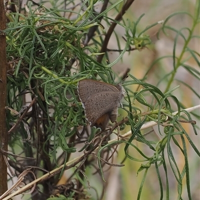 Paralucia pyrodiscus (Fiery Copper) at Macarthur, ACT - 12 Nov 2024 by RAllen