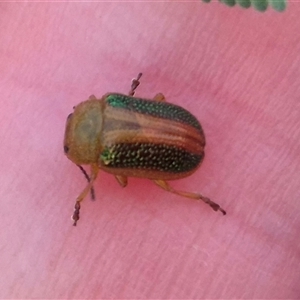 Calomela parilis at Bungendore, NSW - 11 Nov 2024 07:36 PM