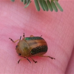 Calomela parilis at Bungendore, NSW - 11 Nov 2024 07:36 PM