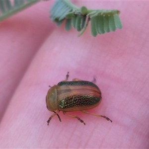 Calomela parilis at Bungendore, NSW - 11 Nov 2024