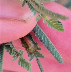 Calomela parilis at Bungendore, NSW - 11 Nov 2024 07:36 PM