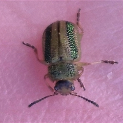 Calomela vittata (Acacia leaf beetle) at Bungendore, NSW - 11 Nov 2024 by clarehoneydove