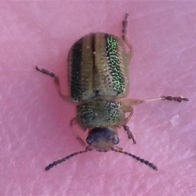 Calomela vittata (Acacia leaf beetle) at Bungendore, NSW - 11 Nov 2024 by clarehoneydove