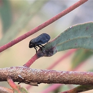 Cercopicesa tasmaniae at suppressed - 11 Nov 2024