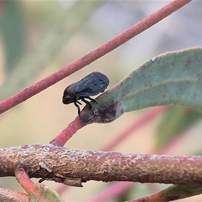 Cercopicesa tasmaniae (Leafhopper) at Bungendore, NSW - 11 Nov 2024 by clarehoneydove