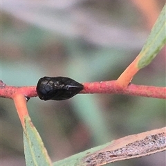 Cercopicesa tasmaniae at suppressed - suppressed