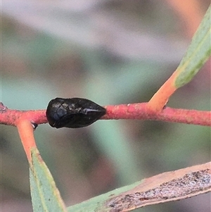 Cercopicesa tasmaniae at suppressed - suppressed