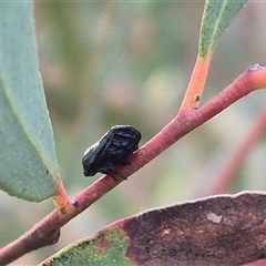 Cercopicesa tasmaniae at suppressed - suppressed