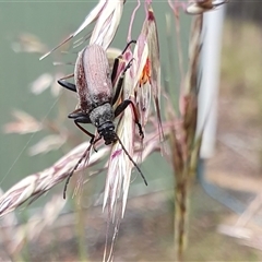 Homotrysis cisteloides (Darkling beetle) at Yass River, NSW - 13 Nov 2024 by SenexRugosus