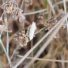 Oxythecta acceptella (Scat Moth) at Bungendore, NSW - 11 Nov 2024 by clarehoneydove