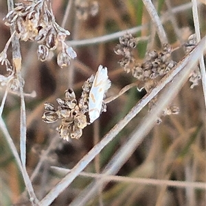 Oxythecta acceptella at Bungendore, NSW - suppressed