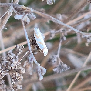 Oxythecta acceptella at Bungendore, NSW - suppressed