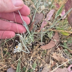 Leucochrysum albicans at Karabar, NSW - 11 Nov 2024 09:15 AM