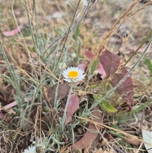 Leucochrysum albicans at Karabar, NSW - 11 Nov 2024 09:15 AM