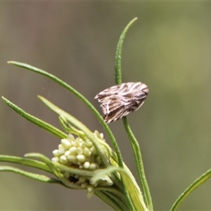 Tortricopsis aulacois at Carwoola, NSW - 13 Nov 2024