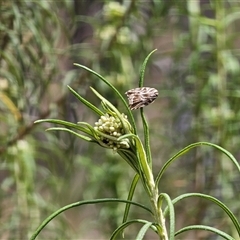 Tortricopsis aulacois at Carwoola, NSW - 13 Nov 2024