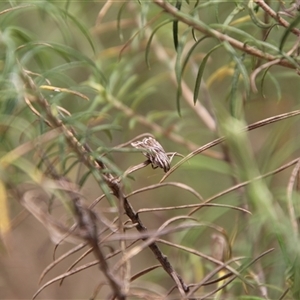 Tortricopsis aulacois at Carwoola, NSW - 13 Nov 2024