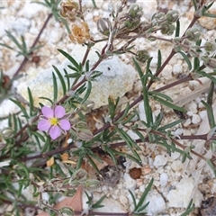 Spergularia rubra (Sandspurrey) at Gunning, NSW - 12 Nov 2024 by JohnS