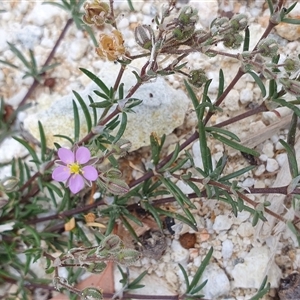 Spergularia rubra at Gunning, NSW - 12 Nov 2024 01:30 PM