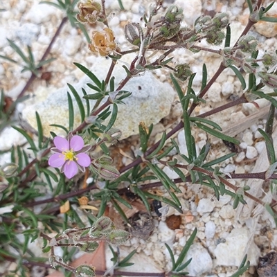 Spergularia rubra (Sandspurrey) at Gunning, NSW - 12 Nov 2024 by JohnS