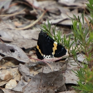 Eutrichopidia latinus at Carwoola, NSW - 13 Nov 2024 11:52 AM