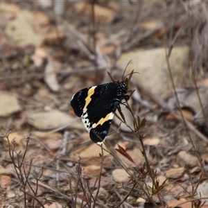 Eutrichopidia latinus at Carwoola, NSW - 13 Nov 2024 11:52 AM