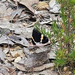 Eutrichopidia latinus at Carwoola, NSW - 13 Nov 2024